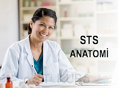 STS Eczacılık Online Anatomi Dersleri